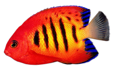 Acclimating Saltwater Fish