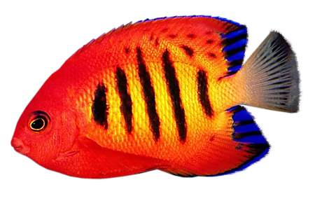 Acclimating Saltwater Fish
