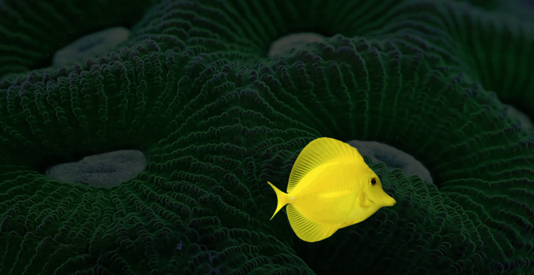 Tang Keeping for Beginners