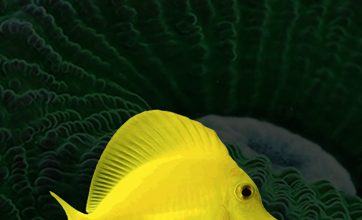 Tang Keeping for Beginners