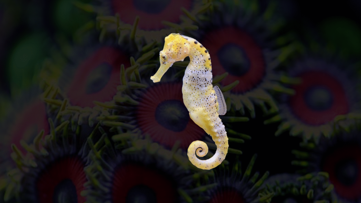 Lifespan of Seahorse