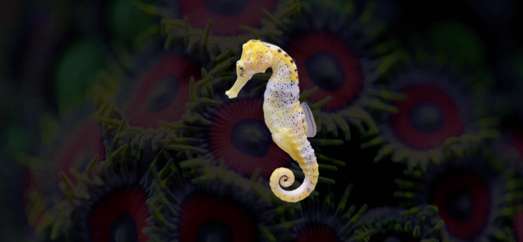 Lifespan of Seahorse